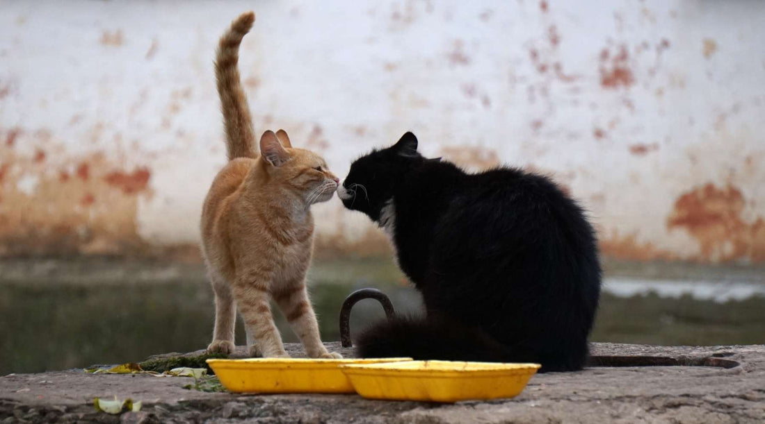 Art Your Cat
