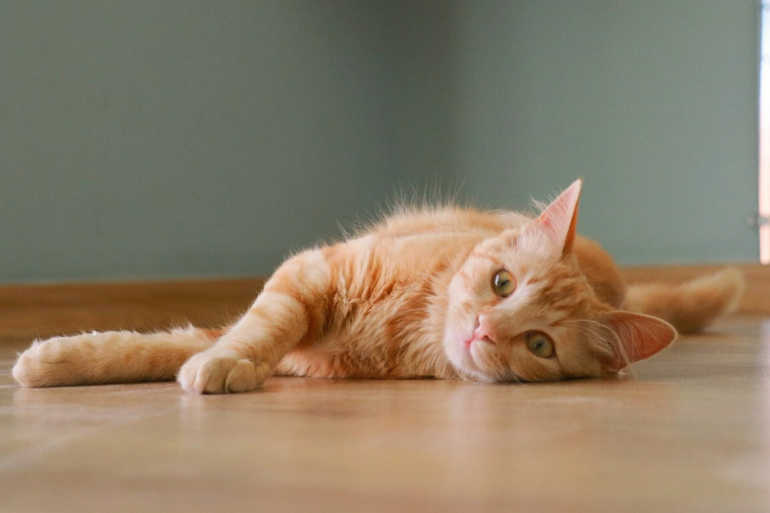 Cat lying down on floor