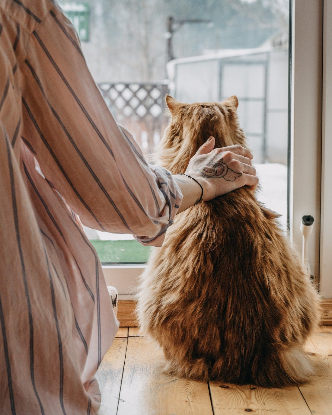 Woman placing hand behind cat's neck