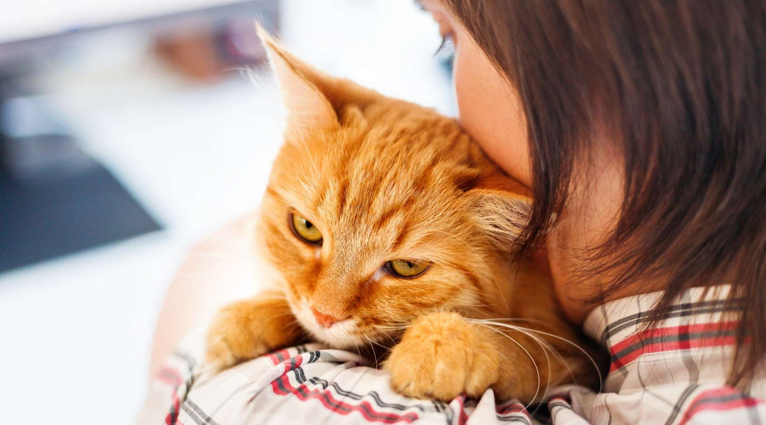 Reducing Cats Anxiety and Stress Level | Art Your Cat