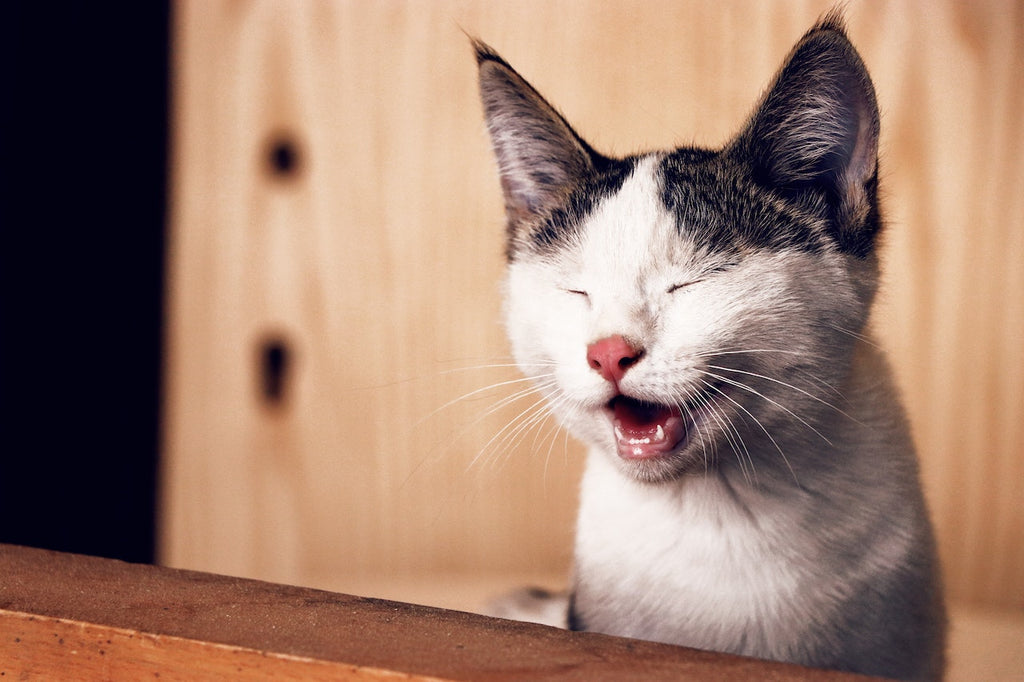 A cat smiling with its eyes closed.