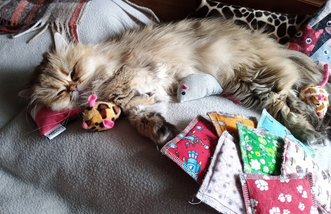 Cat laying in homemade and store bought toys.