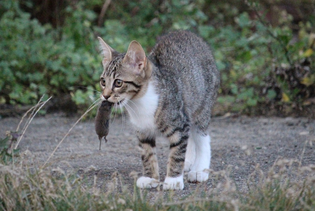 Cat with mouse in its mouth.
