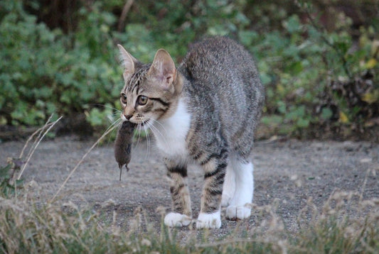 Cat with mouse in its mouth.