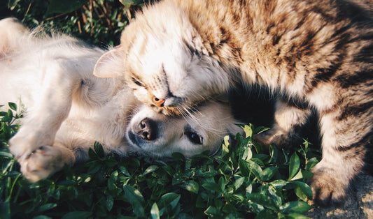 8 Tips for Introducing a New Cat to Your Dog