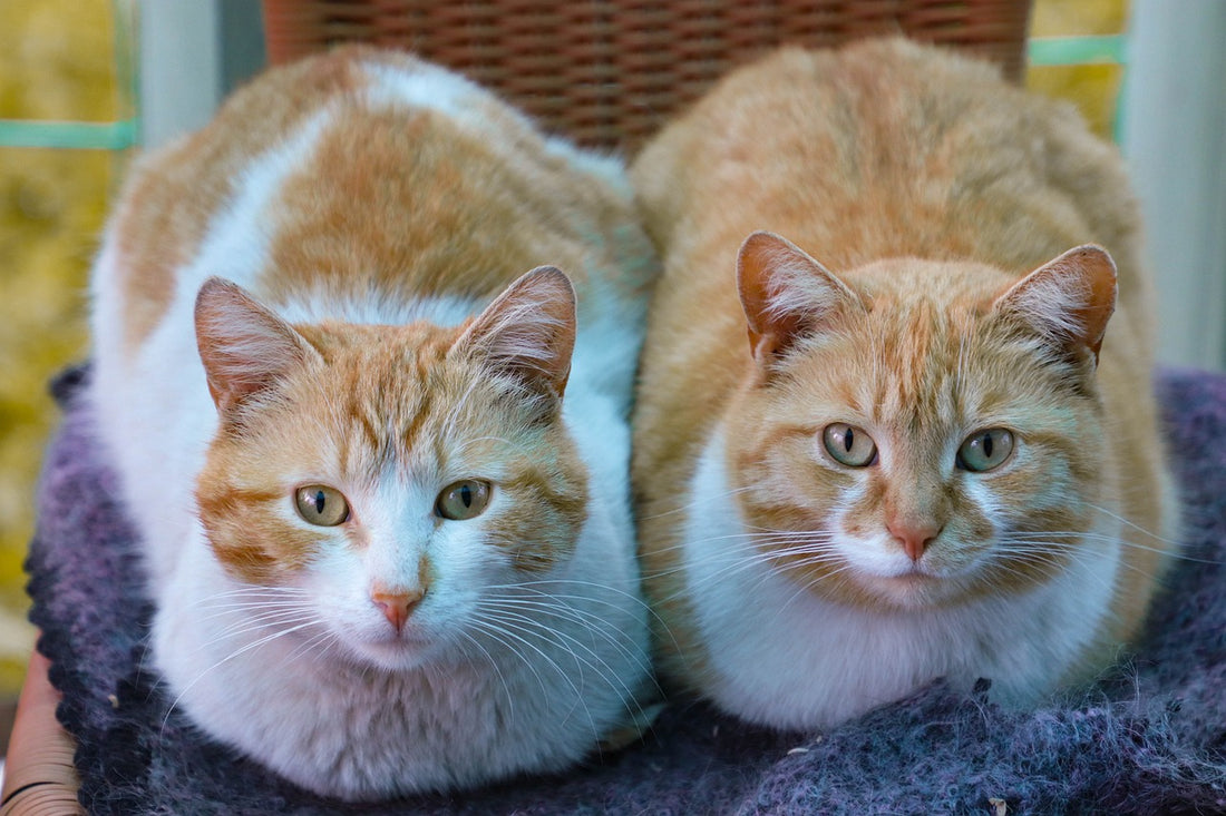 A pair of ginger cats laying down together