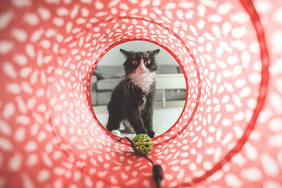 A can from the view of inside a play tunnel while playing with a toy.