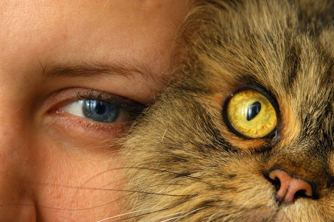 Closeup view showing half the face of both a person and a cat.