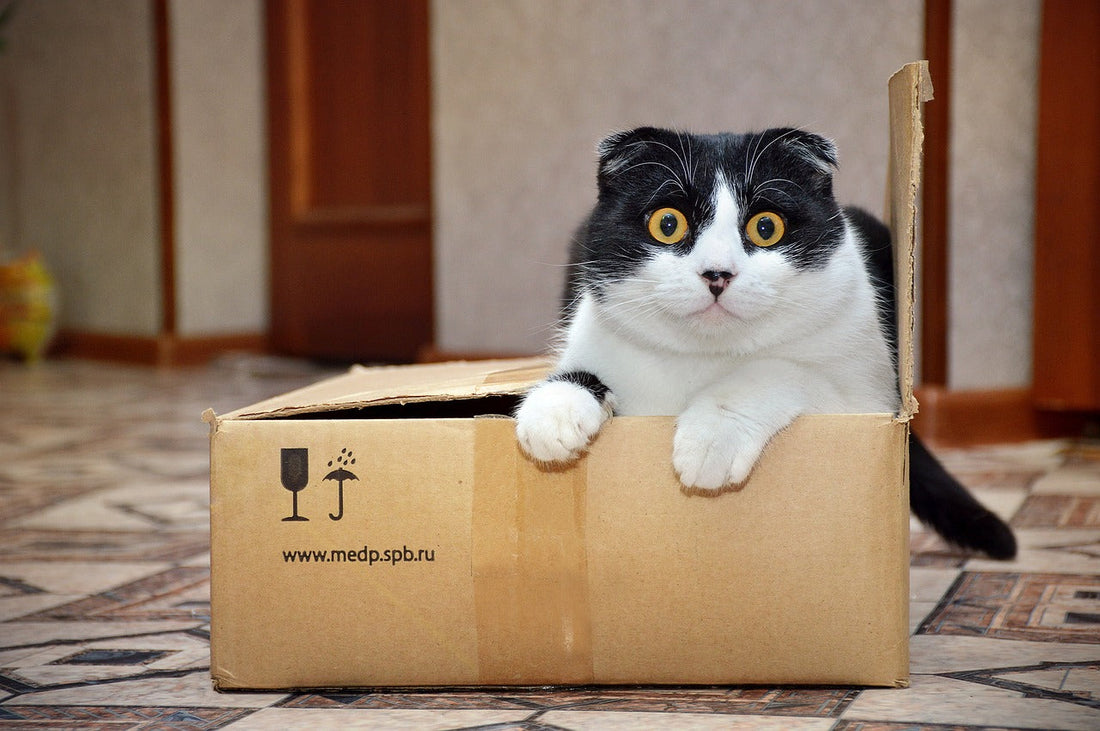 A cat in a half open cardboard box staring straight back at the camera.