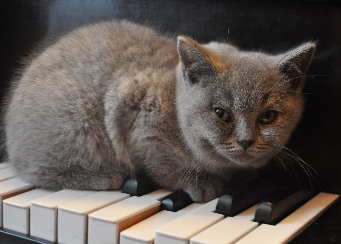 Kitten laying on piano keys
