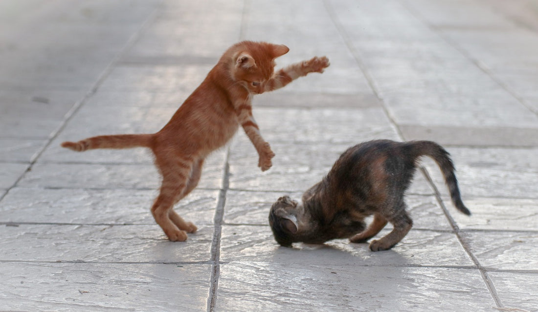 Young cats playing on a tile floor.