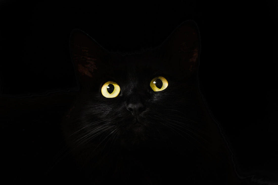 Black cat looking up