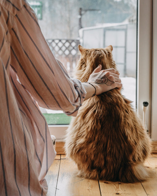Woman placing hand behind cat's neck