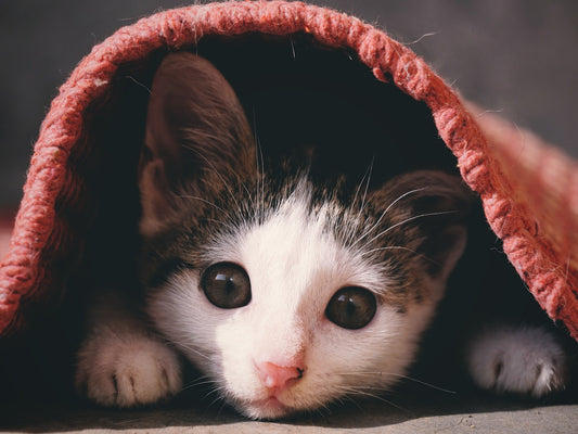 Kitten under rug