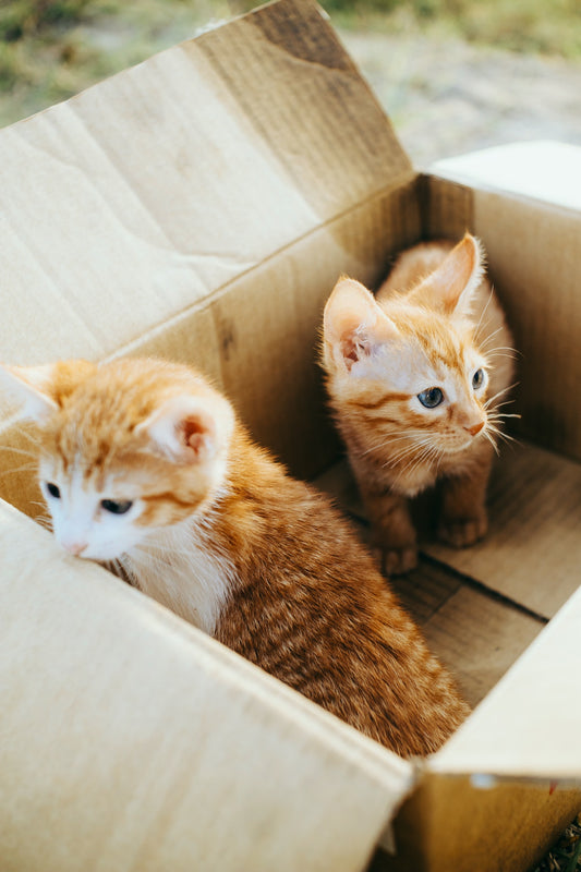 Two kittens in a box