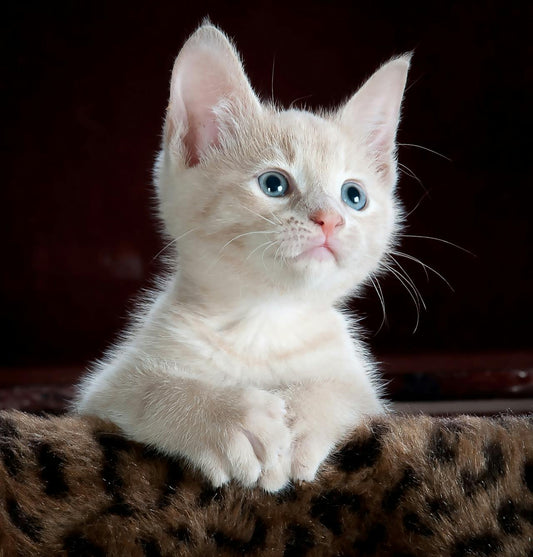 Adorable white kitten looking on the side