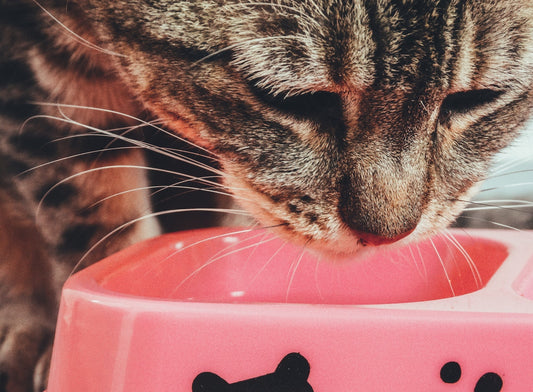 Feeding Felines: Why Cat Routine Matters!