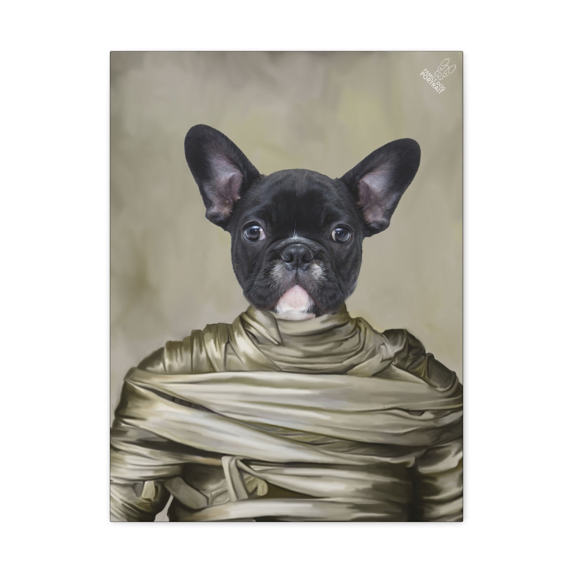 Black dog wrapped in bandages on a beige background